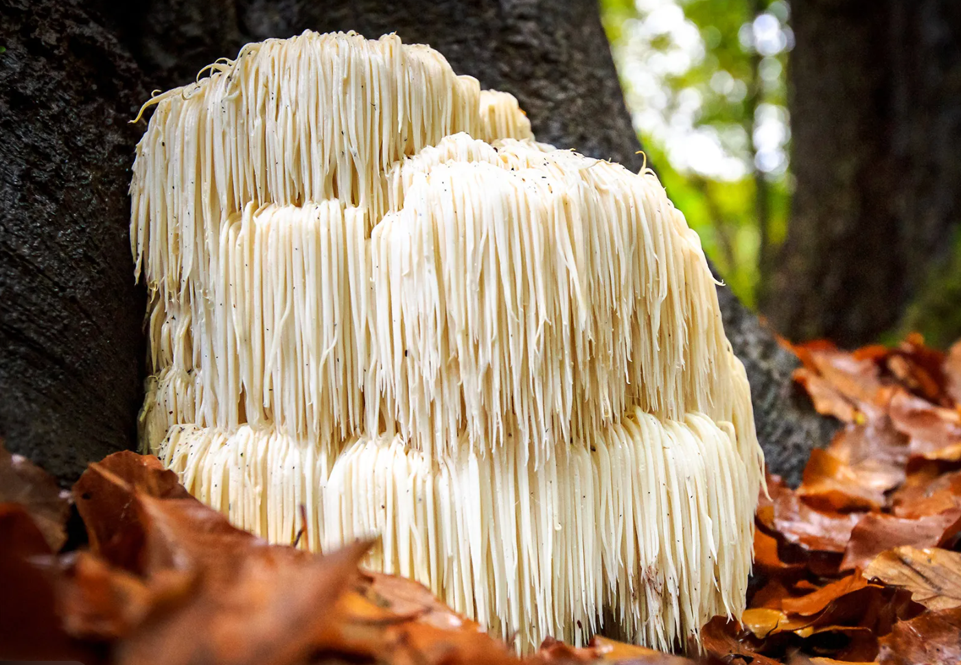 Medicinální houby v Immunity Elixiru: Pohled na komplexní podporu imunity a vitality