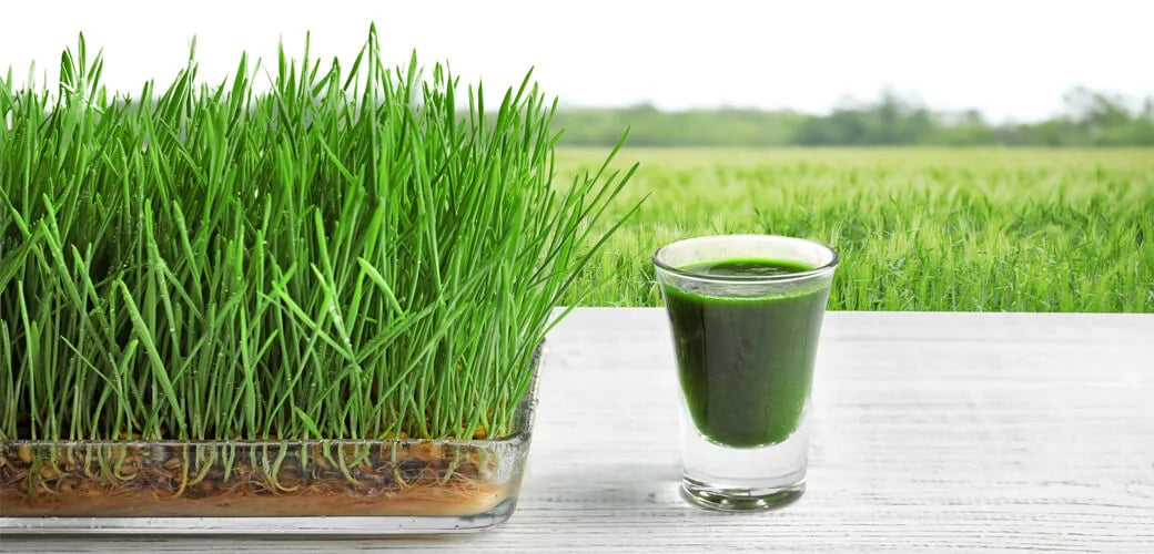 Probuďte své tělo: začíná zelená očista